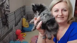 Шпицуля Вираж в поиске семьи 🥰 Продажа доставка по миру+79788972514