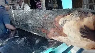 Largest Tree Heavy Weight | Biggest Giant Tree Cutting Skills by Experts | Amazing Skills for Tree