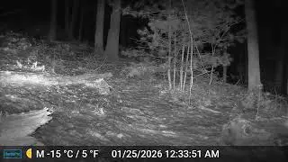 Ashland Trail Cam: 1/25/26 Raccoon