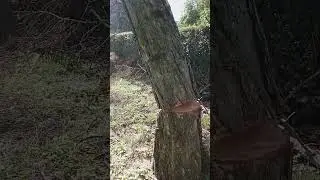 Ru&scaron;enje drveća u blizini kuće