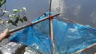 Unbelevable fishing  trap! catching Climibing Prech and  catfish in  deep water using WHANGEE