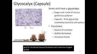 Prokaryotic External Structures: Capsule, Flagella, Fimbriae, and Pili