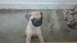 pug funny talk❤️😍 bchara coco....