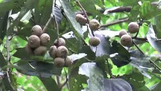 Indonesia races to save the Javan gibbon's home
