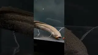 African Lungfish @shimpei_nozaki Protopterus Aethiopicus Freshwater Monster Predator Big Aquarium