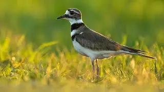 Using the Regular Photoshop Brush Instead of Cloning - Bird Photography Photo Editing