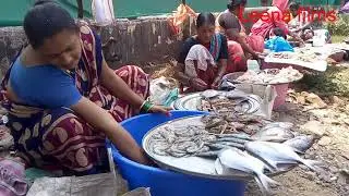 Fish market vVillage fish market Maharashtra| Indian fish market .Big fish market|| open fish market