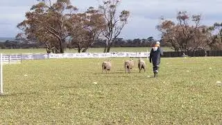 8th Gordon Curtis - Binnaburra Marvin Holmbush Post Supreme Arena Trial