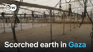 Destruction and agricultural collapse: Ecocide in Gaza? | DW News
