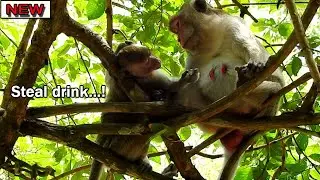 Janet hungry milk! She make excuse steal drink milk Jane by face sad,But Janet get ignore by Jane
