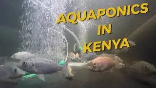 How to Grow Tomatoes and Bell Peppers in Kenya using Aquaponics Technology