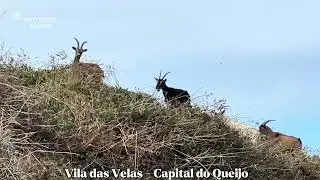 Vila das Velas - Capital do Queijo 11/01/26
