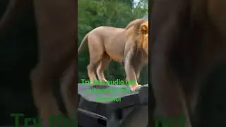 #lion👿