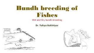 64 Bundh breeding of Fishes|Dry Bundh|Wet Bundh|Collection of Spawn