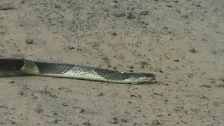 Injured snake crossing the road