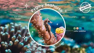 Discovering the Tiny Pygmy Seahorse!