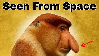 Why it sucks to be a proboscis monkey