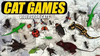 Cat Games - Cockroach Hunting Catching For Cats - Lizard Creeps Glides Fast - Bugs For Cats