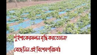 পুঁইশাকঃ অধিক ফলন পেতে যে ব্যবস্থা গ্রহন করতে পারেন...।