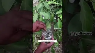 This &lsquo;Magic Fruit&rsquo; Scam is Going Viral 🍏 #ConsumerAlert