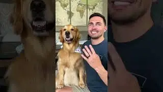 Как я научил свою собаку улыбаться #урок #собака #золотистыйретривер