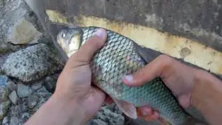 Rescuing Stranded Fish at the Arkansas River