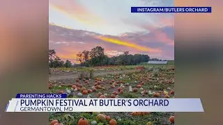 Pumpkin festival at Butler's Orchard in Montgomery County