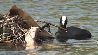 Coot nest building