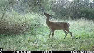 Browning Trail Cameras - Antlered Doe or Young Buck?