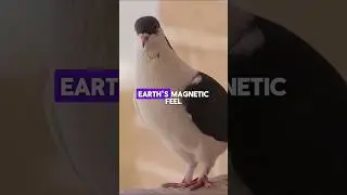 Why Are Pigeons So Good at Finding Their Way Home? |@NaturePaws|#shorts #youtubeshorts #animalfacts