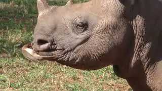 Mkomazi rhinos - December 2025