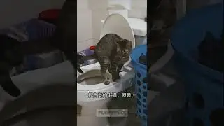 Cats Acting Weird All Day Long 😼