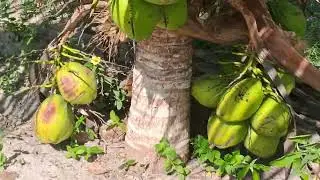 Bastante coqueiros carregado na chácara 