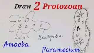 Protozoa drawing easy for kids, Draw amoeba easy,Draw paramecium easy for kids, Draw 2 protozoan