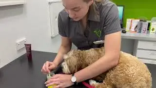 How to remove a paralysis tick from a dog or cat | Vet demonstration