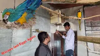 Macaws Laid Eggs Again / Surprising Breeding Progress Of Macaws.