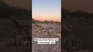 we accidentally breeded a ZORSE&hellip; but hey he turned out pretty cool🐴🤩🦓 #zebras #horse #zorse