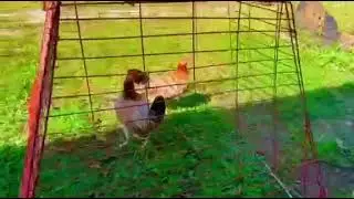 pure sweater hens