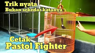 IKUTI TRIK INI | CARA CETAK MURAI BATU PASTOL GACOR FOGHTER 