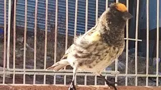 Gulsar singing parachinar Himalayan top bird full power sings