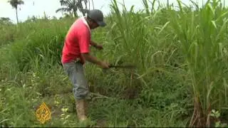 New methods of combating deforestation in Bolivia