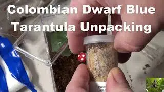 Unpacking a Colombian Blue Dwarf Tarantula (Pseudhapalopus sp Blue)