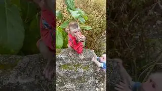 baby cherry monkey holds fruit and runs when you come,😂😂🐒