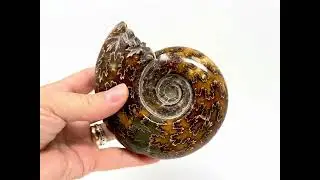 Large Polished Puzosia Ammonite Fossil Ref. 20049