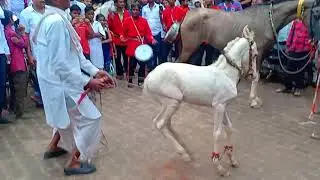 घोड़ी के बच्चे का डान्स बडा ही मनमोहक दृश्य है