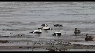 Isle of Mull Eider Ducks