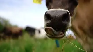 Miller's Bio Farm - The Farm That's Changing the Way we Eat