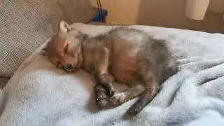 Have you ever seen a fox dreaming and having nightmares?