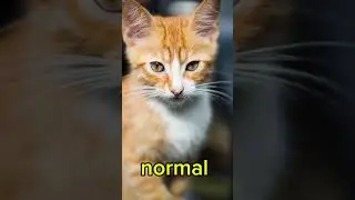 creepy cat meowing normal and sped up💀 #music #creepy #scary