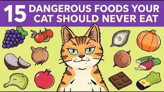 15 Dangerous Foods Your Cat Should Never Eat